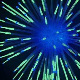 Image of a "sea star" created from pipettes and glow in the dark paint