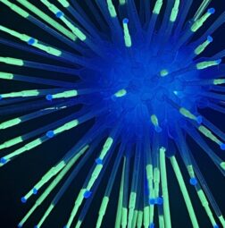 Image of a "sea star" created from pipettes and glow in the dark paint