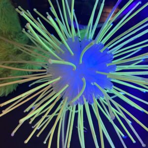 Detail of Frangible Dreams installation at PDXWLF 25